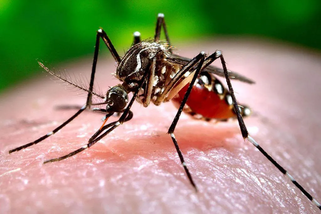 dengue-1024x683